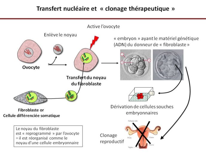 Diapositive34