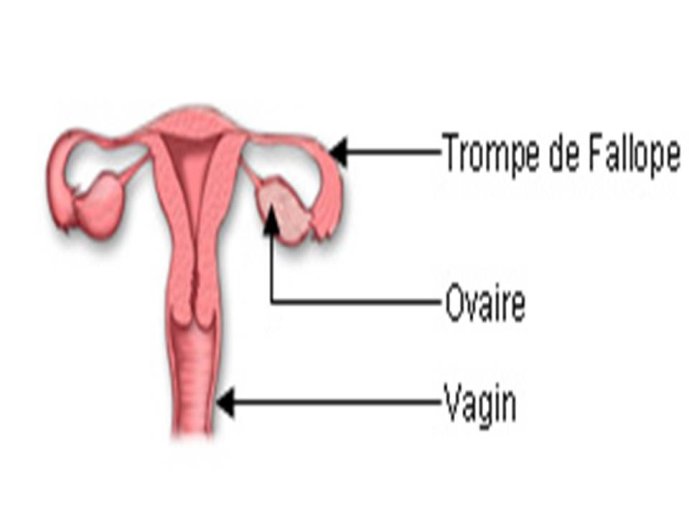 Diapositive9
