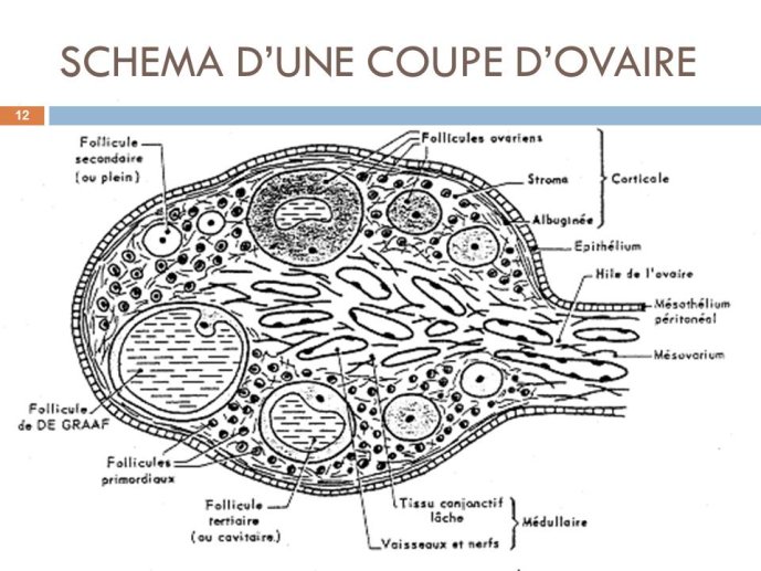 Diapositive12
