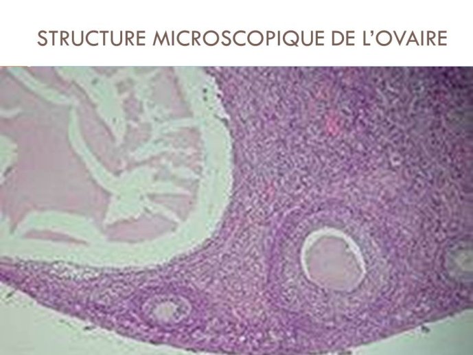 Diapositive10.JPG
