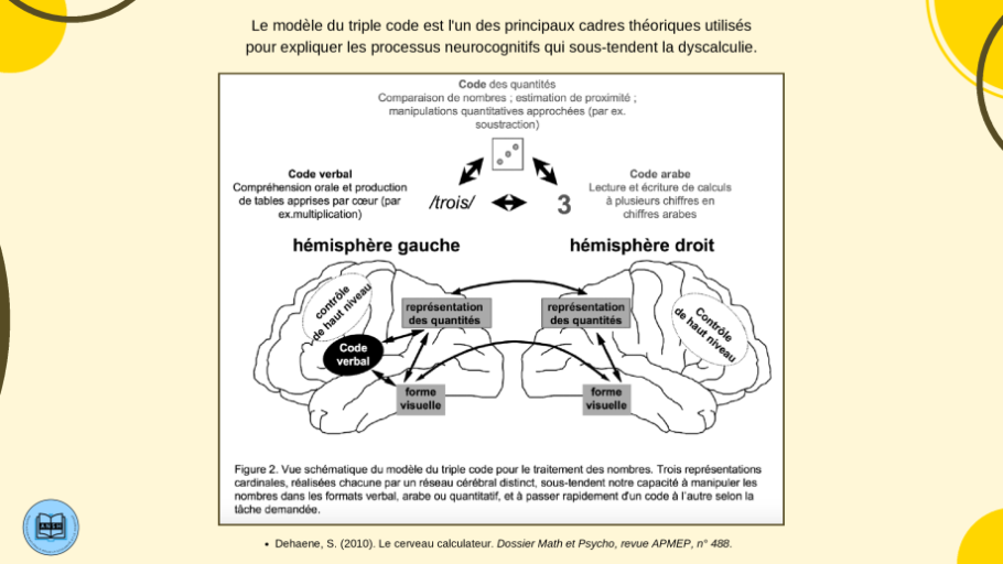 Diapo 9_Schéma du modèle du triple code avec cerveau