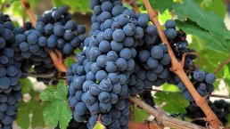 LES MILLÉSIMES DES VINS DE BORDEAUX