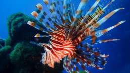 Ocean as a Way of Life