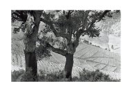 Comtat-Albi2013-25.jpg