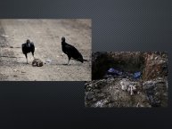 Penaloza-Fodomex2018-116.JPG