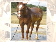 Zelia Bora-AnimalLove-03.jpg