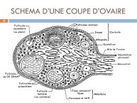 Diapositive36.JPG