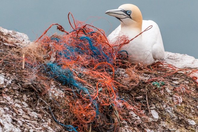 oiseau marin et pollution