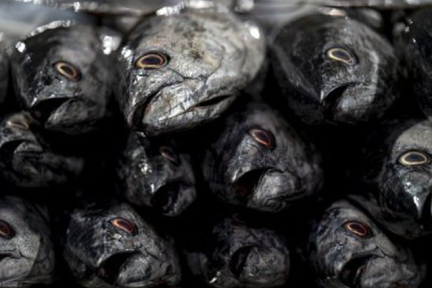 Poissons