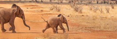 éléphant
