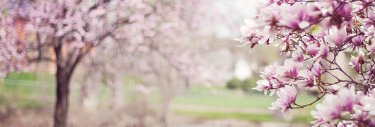 printemps