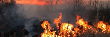 feu de foret