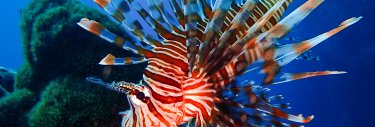 Ocean as a Way of Life