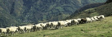 Moutons dans la vallée de Biros en Ariège