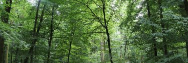 forêt