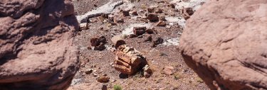 fouille fossile