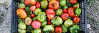 tomates